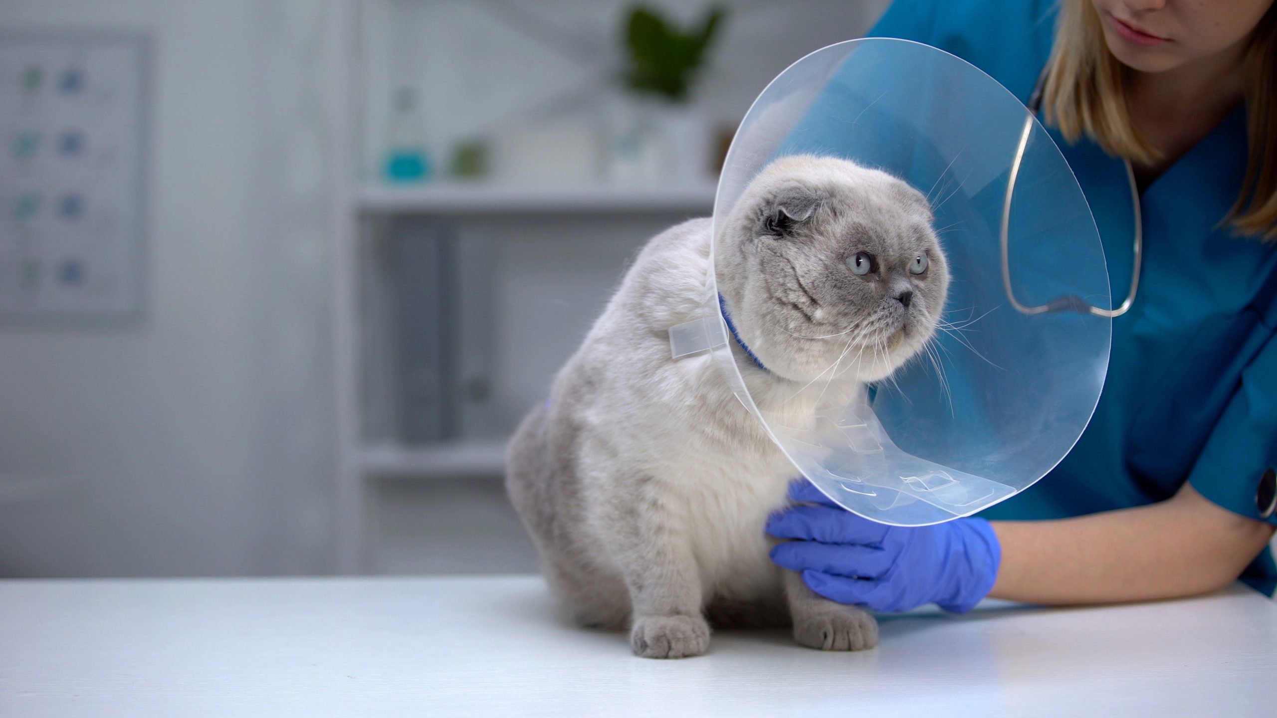 Castramóvel oferece castração gratuita de cães e gatos na região sul de São José dos Campos