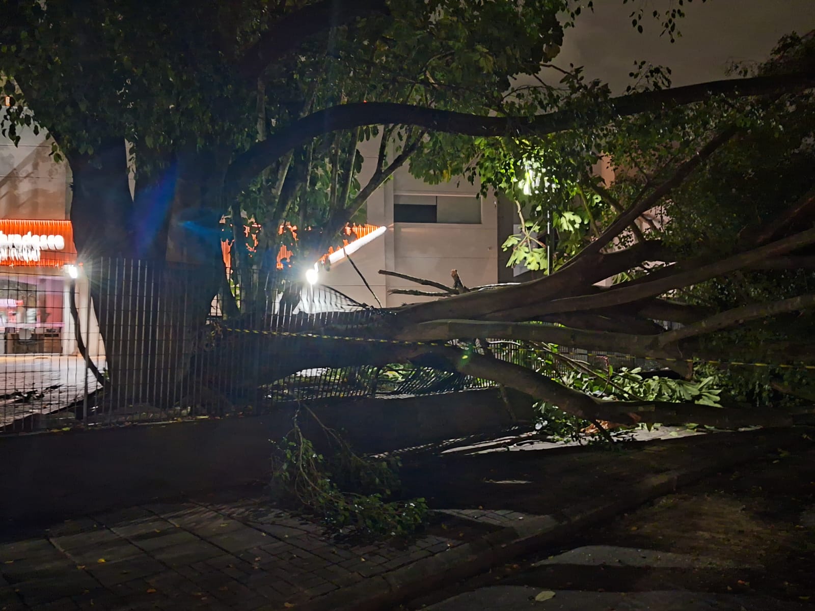 Galho de árvore cai sobre carros e bloqueia rua na região do Jardim Esplanada