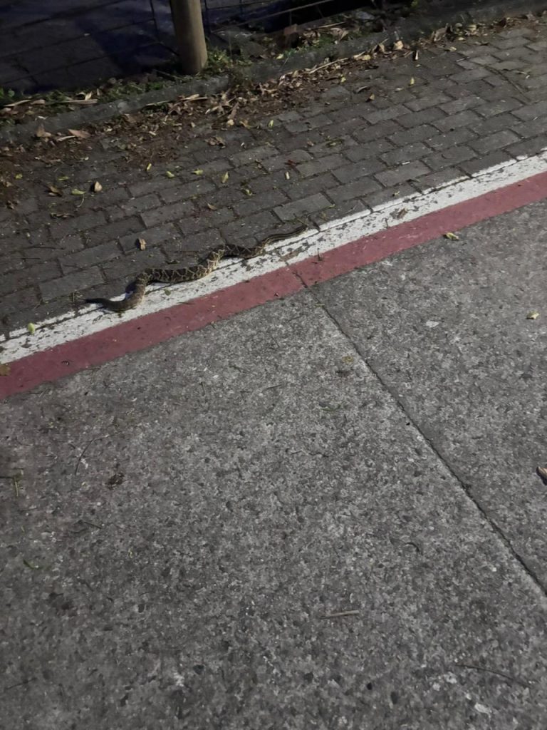 Jararaca é encontrada na Via Oeste durante a noite em área de caminhada em São José dos Campos