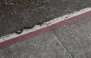 Jararaca é encontrada na Via Oeste durante a noite em área de caminhada em São José dos Campos