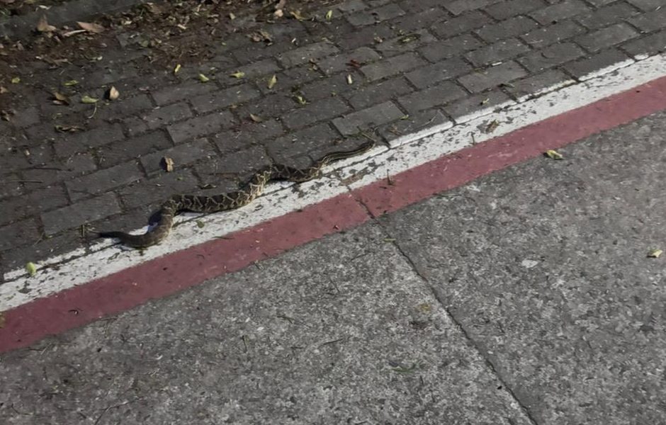 Jararaca é encontrada na Via Oeste durante a noite em área de caminhada em São José dos Campos