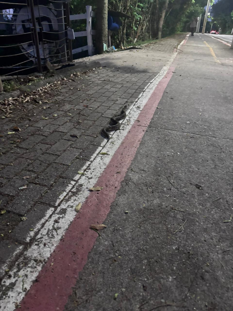 Jararaca é encontrada na Via Oeste durante a noite em área de caminhada em São José dos Campos