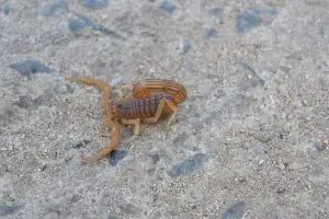 Prefeitura foi acionada e vistoriou o local