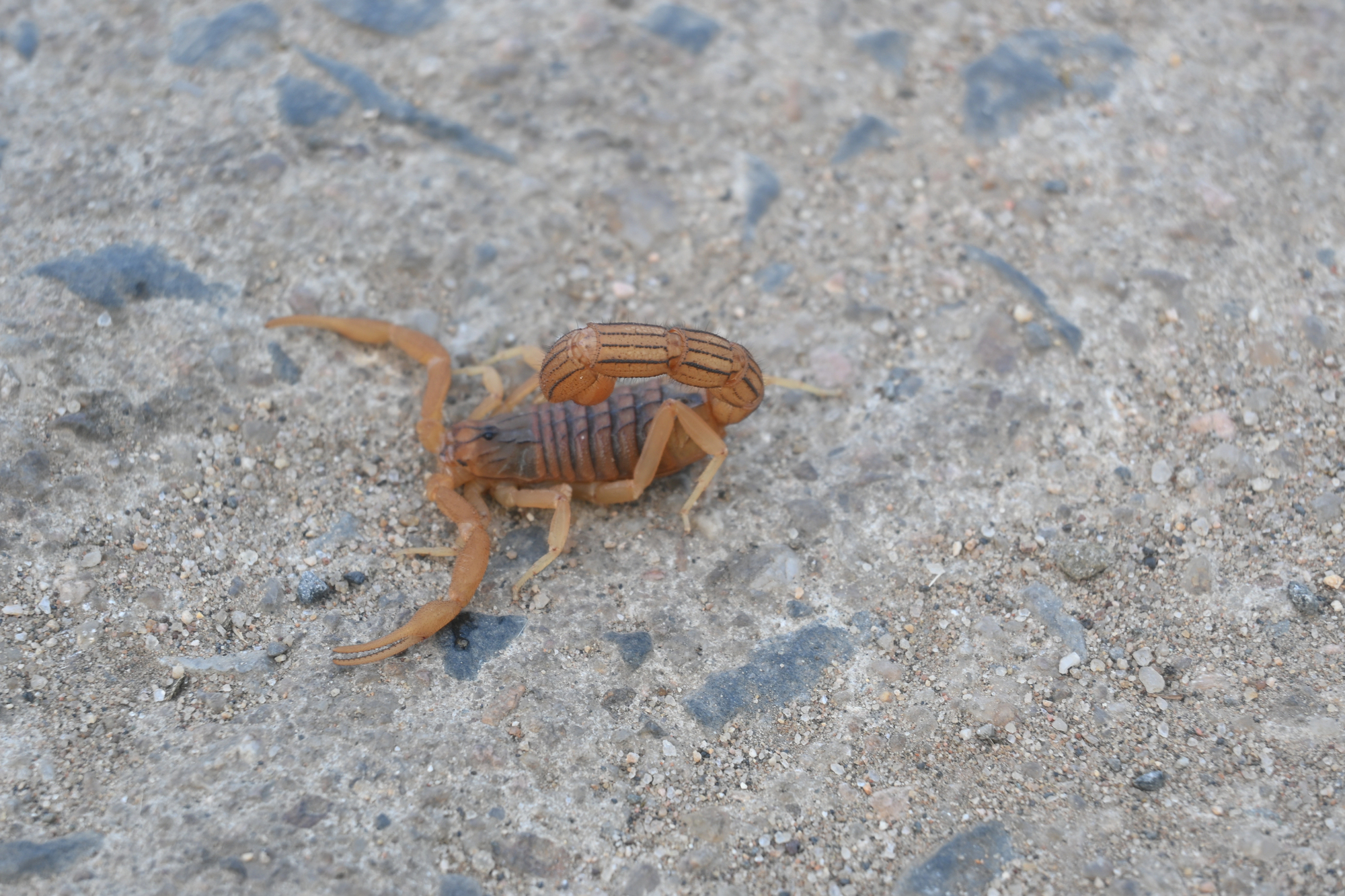 Prefeitura foi acionada e vistoriou o local