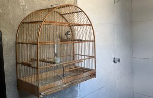 Ave silvestre foi apreendida durante fiscalização da Polícia Ambiental em Tremembé