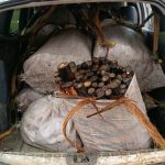 Transporte ilegal de palmito gera multa de R$ 693 mil