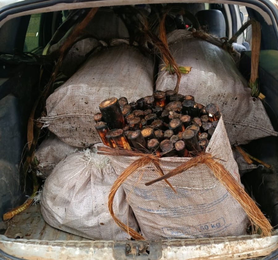 Transporte ilegal de palmito gera multa de R$ 693 mil