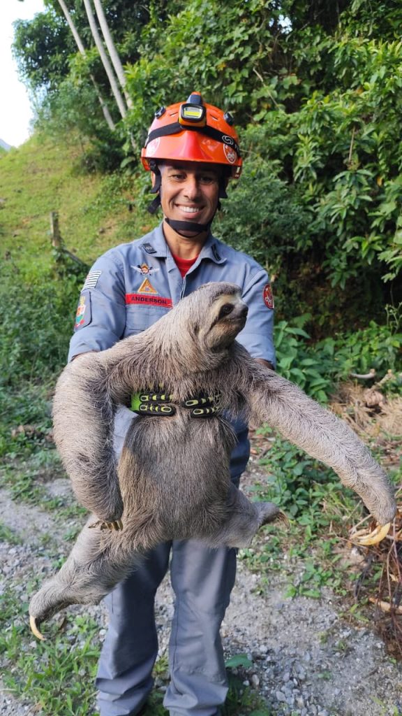 Bicho-preguiça é resgatado após aparecer em avenida no bairro Sumaré, em Caraguatatuba