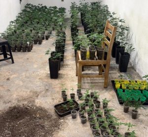 Estrutura clandestina para cultivo de maconha foi encontrada em área rural de Paraibuna