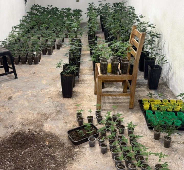 Estrutura clandestina para cultivo de maconha foi encontrada em área rural de Paraibuna