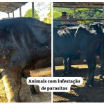 Polícia Ambiental apreende 45 animais em situação de maus-tratos