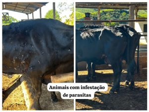 Polícia Ambiental apreende 45 animais em situação de maus-tratos