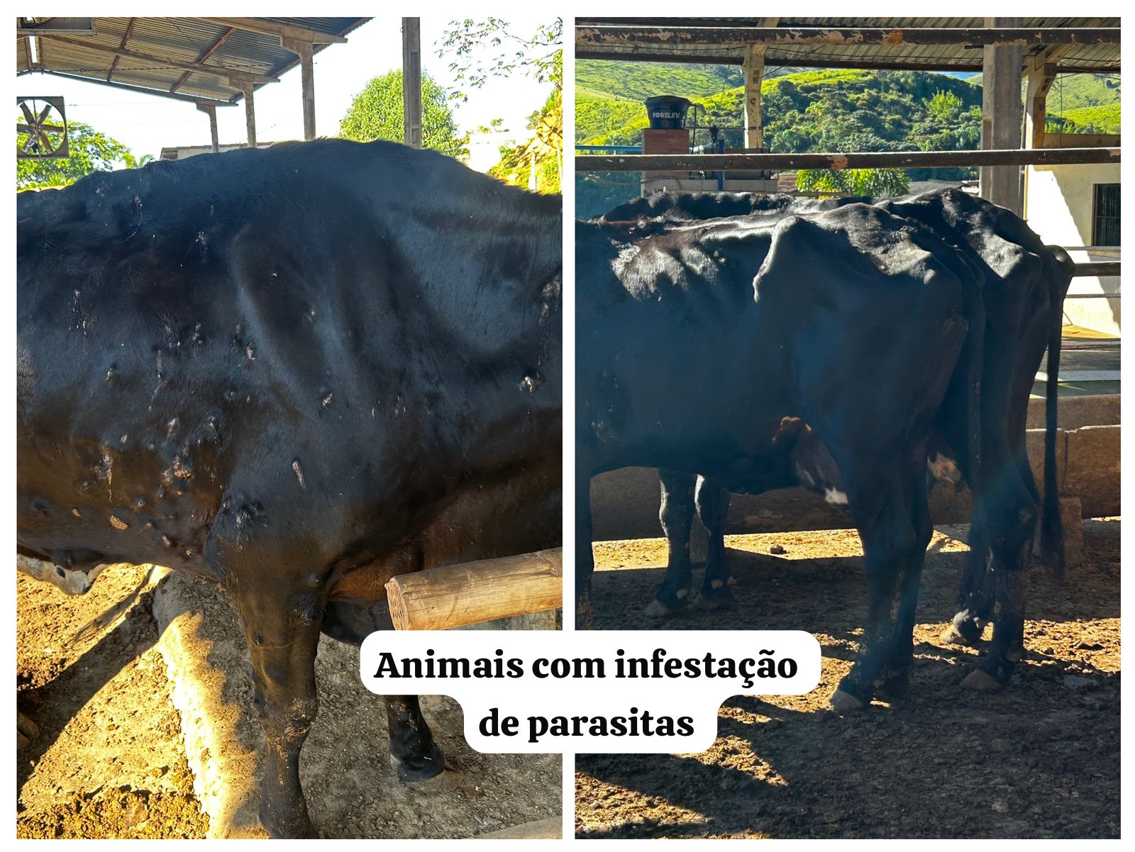 Polícia Ambiental apreende 45 animais em situação de maus-tratos