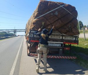 Carga de abacaxi mal acondicionada leva à retenção de caminhão na Via Dutra