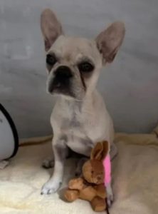 Cadela é internada após ingerir mais de 55 pedras de crack; tutora é presa!