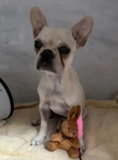 Cadela é internada após ingerir mais de 55 pedras de crack; tutora é presa!