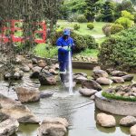 Lago de carpas do Jardim Japonês passa por limpeza