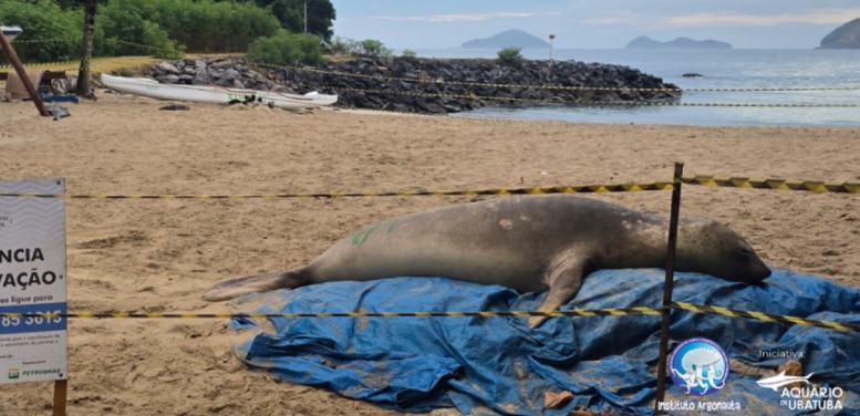 Aparição de elefante-marinho movimenta praia na costa sul de São Sebastião