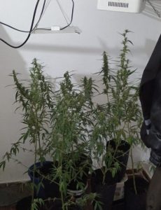 Operação contra tráfico apreende plantação de maconha e prende suspeito no Torrão de Ouro