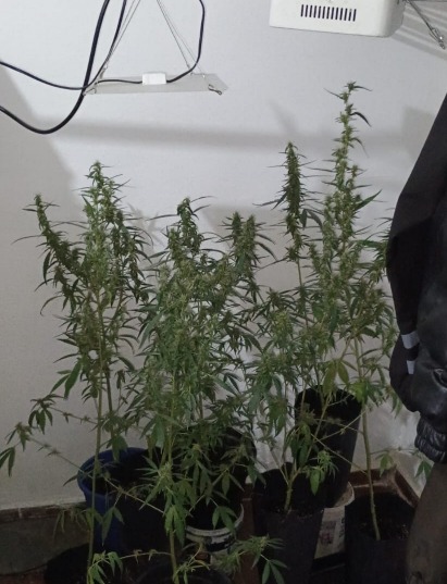 Operação contra tráfico apreende plantação de maconha e prende suspeito no Torrão de Ouro