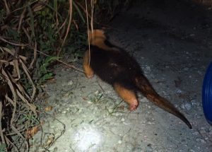Tamanduá invade pista da Tamoios e mobiliza resgate durante a madrugada