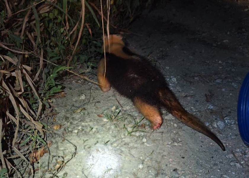 Tamanduá invade pista da Tamoios e mobiliza resgate durante a madrugada