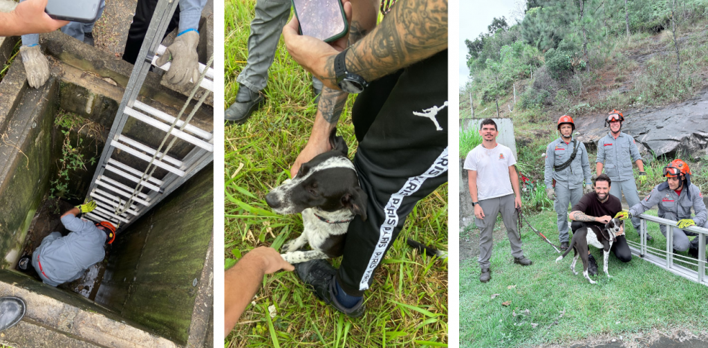 Cão resgatado em Caraguatatuba pelos bombeiros