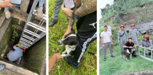 Cão resgatado em Caraguatatuba pelos bombeiros