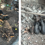 : Polícia Ambiental encontrou animais em situação de maus-tratos