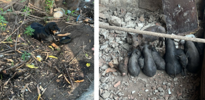 : Polícia Ambiental encontrou animais em situação de maus-tratos