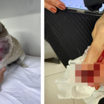 Mulher e cachorro ficaram feridos após ataque
