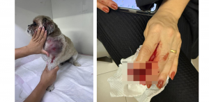 Mulher e cachorro ficaram feridos após ataque