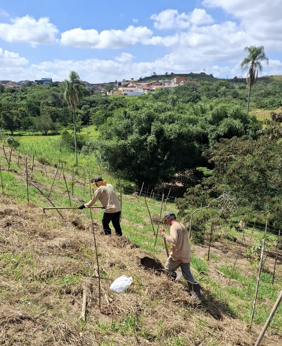 Ecomuseu chega a 20.471 mudas plantadas em São José e passa de 85% da meta ambiental