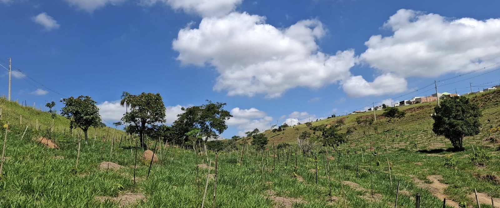 Ecomuseu chega a 20.471 mudas plantadas em São José e passa de 85% da meta ambiental