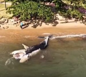 Filhote de baleia-jubarte é encontrado morto na região do Perequê, em Ilhabela