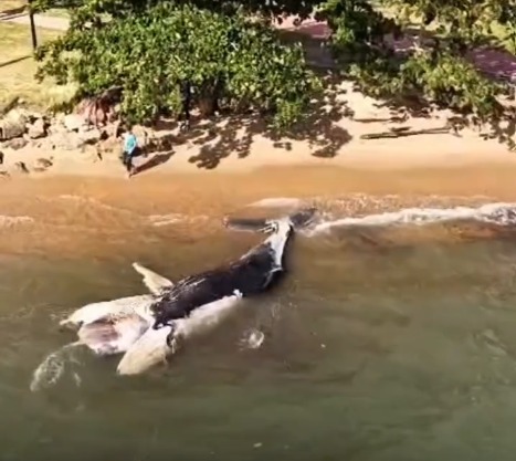 Filhote de baleia-jubarte é encontrado morto na região do Perequê, em Ilhabela