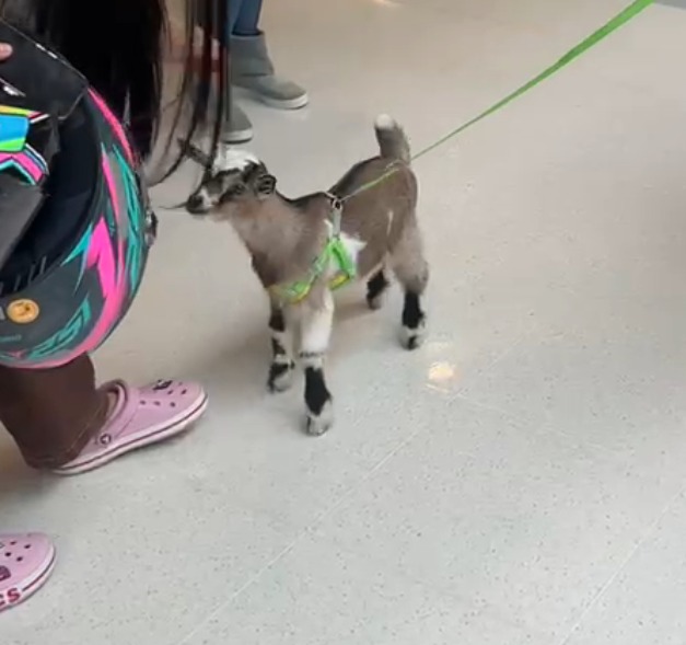 Simpática e carinhosa, mini cabra vira sensação em shopping de São José dos Campos
