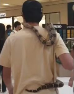 Após galinha, cobra chama atenção no maior shopping da RM Vale