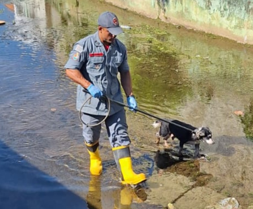 Cão cego e idoso é resgatado em canal de escoamento pelos Bombeiros em São Sebastião