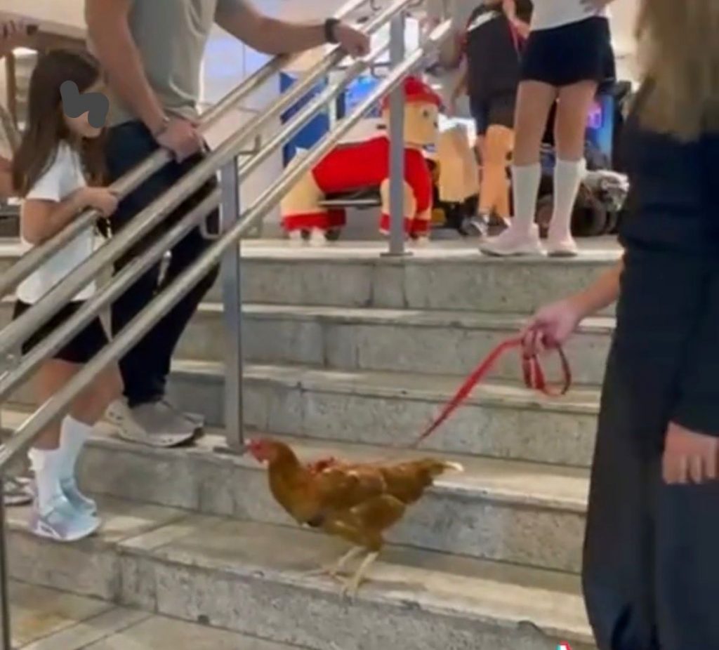 Cena curiosa: Mulher leva galinha para passeio em shopping de São José!