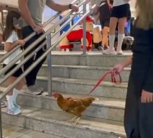 Cena curiosa: Mulher leva galinha para passeio em shopping de São José!