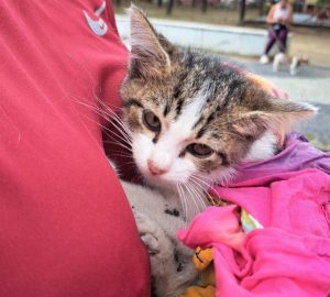 Filhote de gato é resgatado de galeria pluvial e ganha novo lar em Caraguatatuba