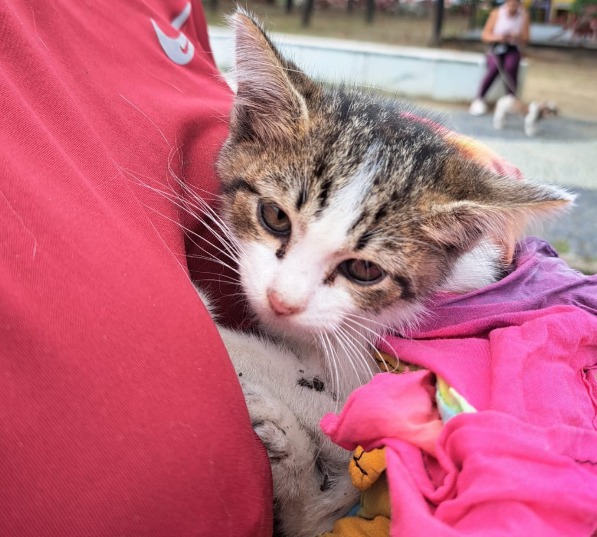 Filhote de gato é resgatado de galeria pluvial e ganha novo lar em Caraguatatuba