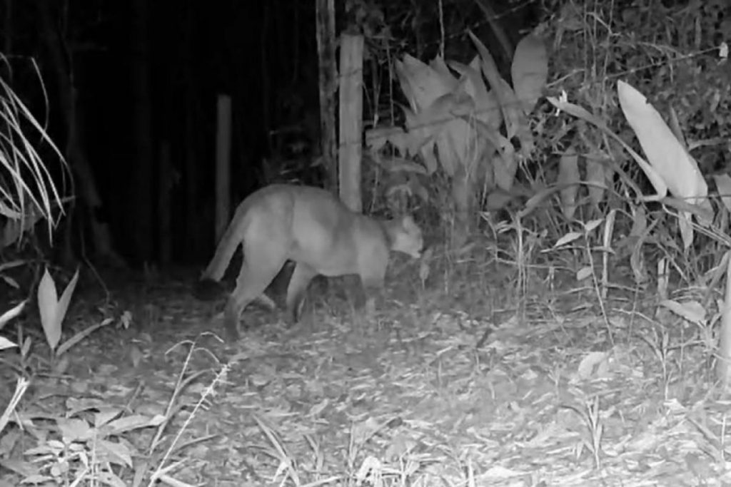 Onça-parda é flagrada por morador em área rural de Tremembé