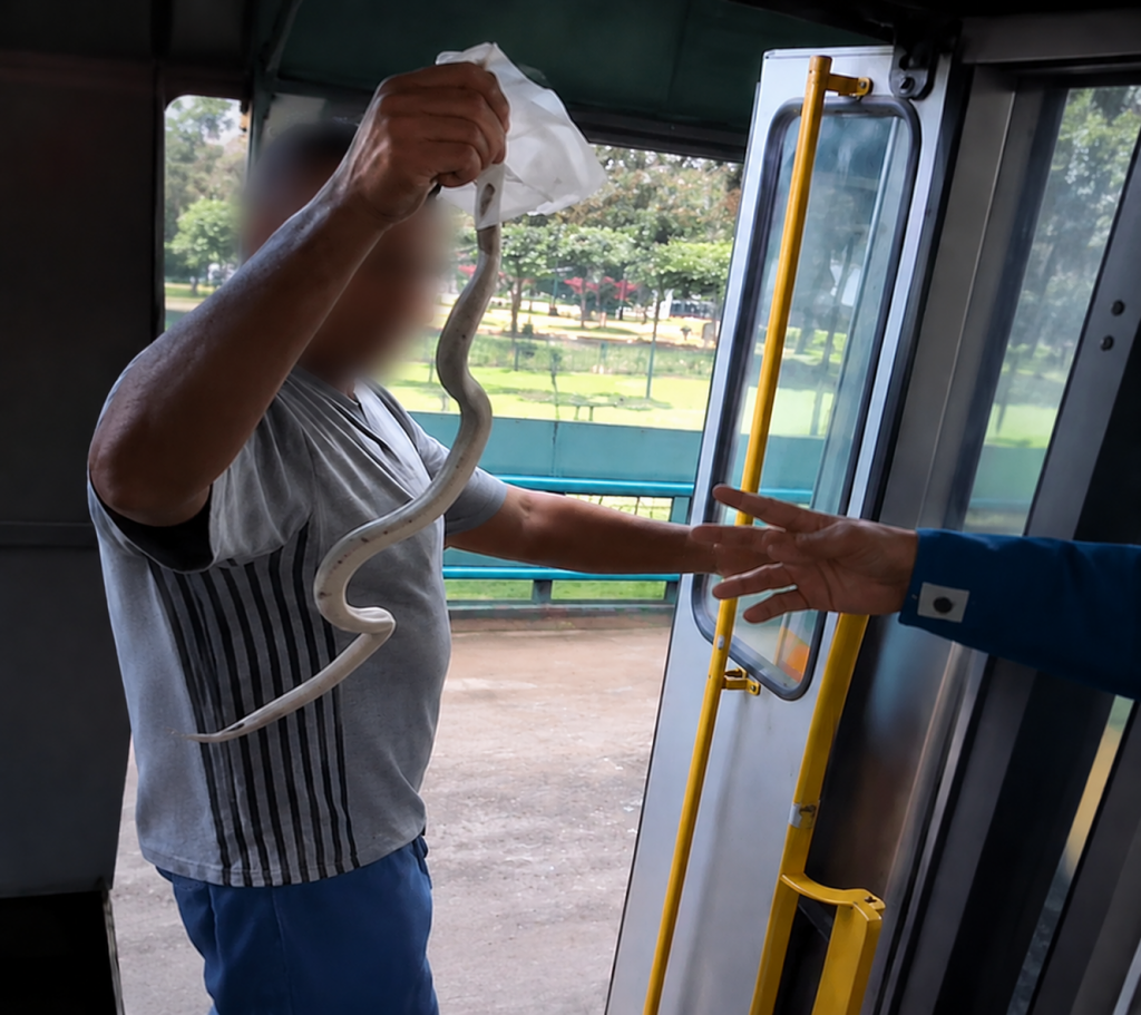 Cobra branca é encontrada dentro de ônibus da linha 202 em São José dos Campos e assusta passageiros