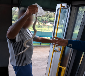 Cobra branca é encontrada dentro de ônibus da linha 202 em São José dos Campos e assusta passageiros