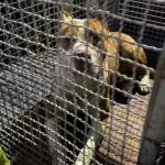 Pitbull solto ataca vira-lata e é capturado pelos bombeiros em Caraguatatuba