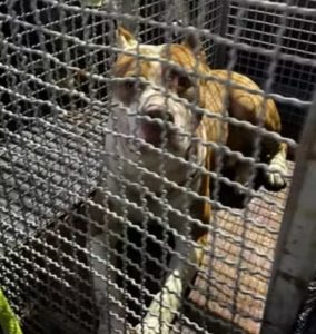 Pitbull solto ataca vira-lata e é capturado pelos bombeiros em Caraguatatuba