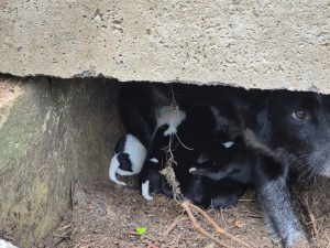 Cadela e nove filhotes foram retirados de um bueiro