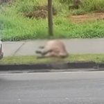 Atropelamentos de capivaras são registrados no Urbanova